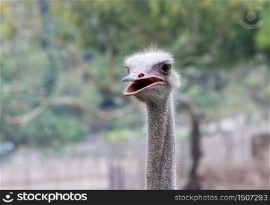 close up focus head ostrich in summer nature garden at thailand