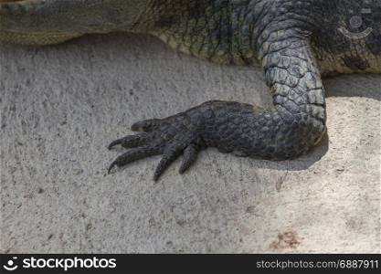 Close up foot of Siamese Crocodile (Crocodylus siamensis) in Thailand