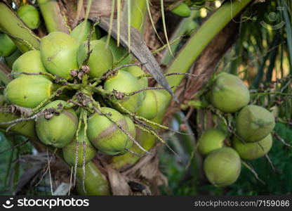 Close up fresh coconuts cluster on the coconut tree