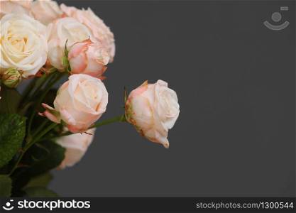 Close up fresh pink roses flowers isolated on grey background. copy space. women&rsquo;s day.. Close up fresh pink roses flowers isolated on grey background. copy space. women&rsquo;s day
