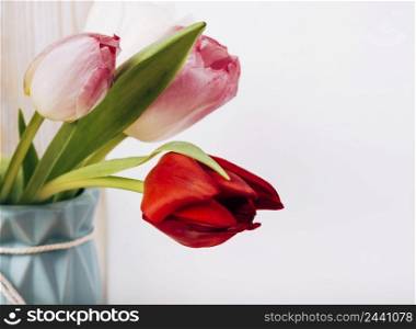 close up fresh tulip flowers vase white background
