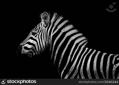 close up from a zebra at Kruger's Nationalpark, South Africa