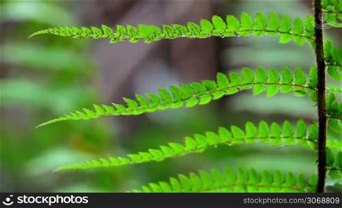 Close-up from fern leaf