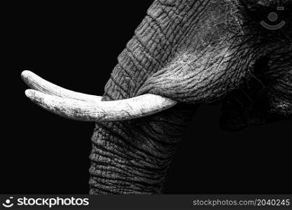 Close up from the tusk of an african elephant at Kruger's Nationalpark, South Africa