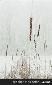 Close up frozen reed plants concept photo. Wetlands in winter. Front view photography with snowy foggy landscape on background. High quality picture for wallpaper, travel blog, magazine, article. Close up frozen reed plants concept photo