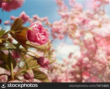 Close up full bloom of sakura Japanese cherry blossom. Wild pink flowering tree buds blooming and green leaves growing. Floral pattern, spring clusters on the branches in a sunny day in the park.