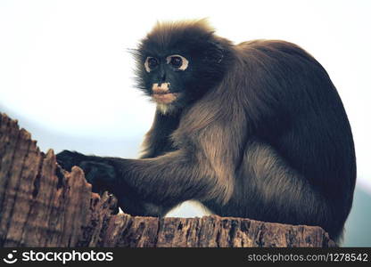 close up full body of dusky leaf monkey on tree stump