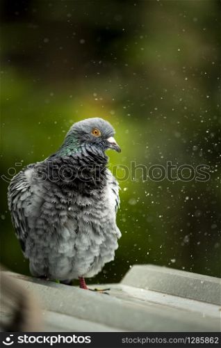 close up full body of homing pigeon bathing in green park