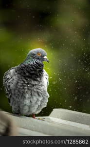 close up full body of homing pigeon bathing in green park