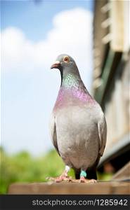 close up full body of speed racing pigeon