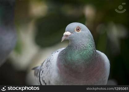 close up full body of speed racing pigeon bird on g reen blur background