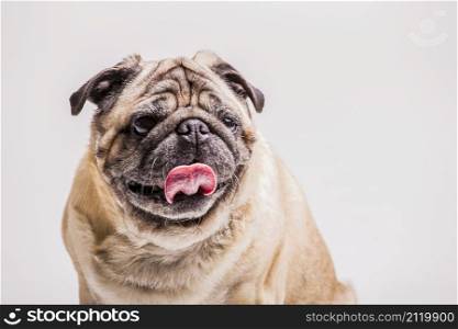 close up funny pug dog with its tongue out