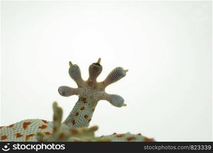 Close up Gecko leg and fingers on white background