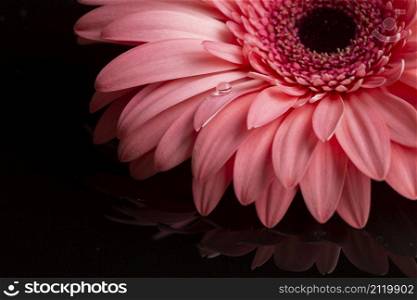 close up gerbera petals pink shades