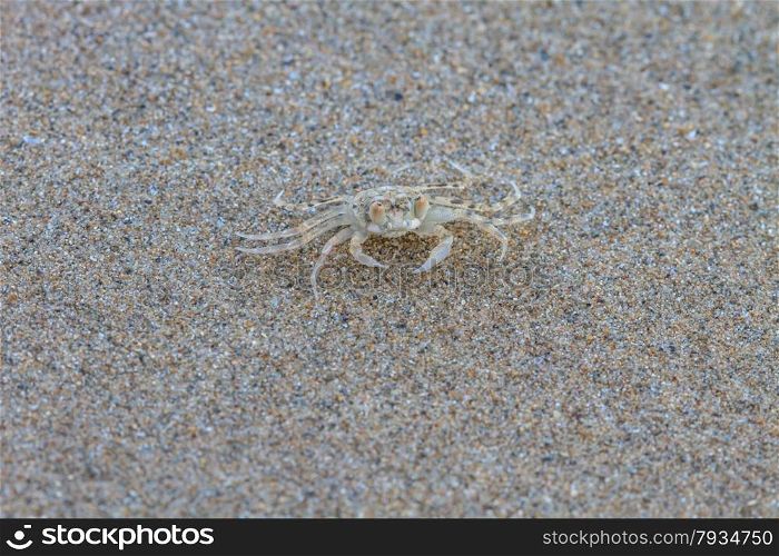 close up Ghost Crab on the Sand