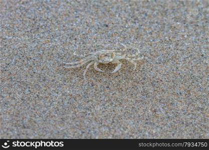close up Ghost Crab on the Sand