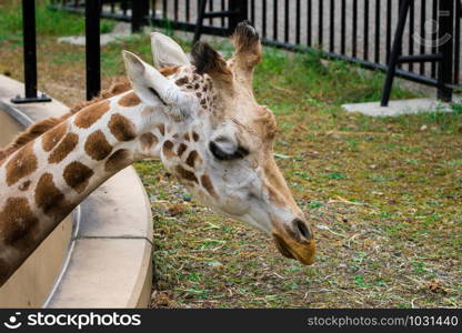 Close up Giraffe (Giraffa camelopardalis) eating grass.