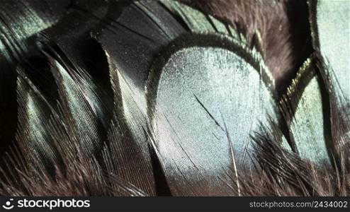 close up glossy feathers organic background
