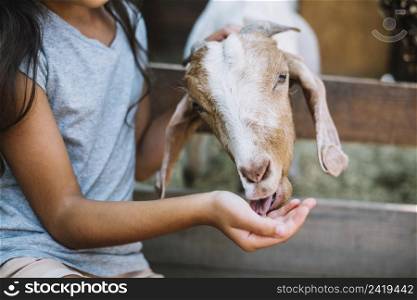 close up goat eating food from girl s hand