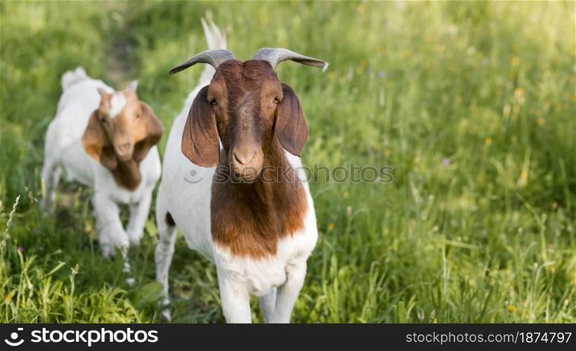 close up goats farm