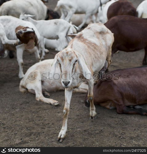 close up goats farm