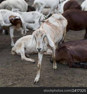 close up goats farm