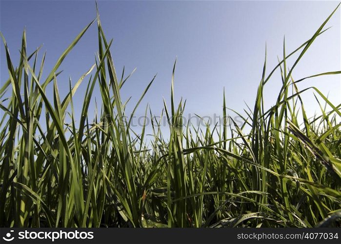 Close up grass
