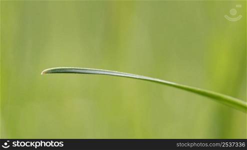 close up grass leaf
