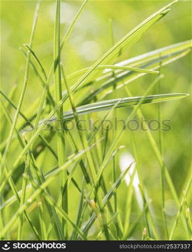 close up grass leaves outdoors