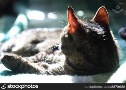 Close up gray cat looking back concept photo. Pet lying on pillow under sunlight. Front view photography with blurred background. High quality picture for wallpaper, travel blog, magazine, article. Close up gray cat looking back concept photo