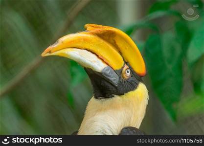 Close-up Great Hornbill (Buceros bicornis) one of the larger members of the hornbill family.