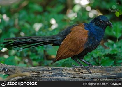 Close up Greater coucal (Centropus sinensis) in nature, Thailand