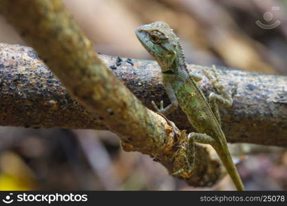 close up Green crested lizard, black face lizard in forest