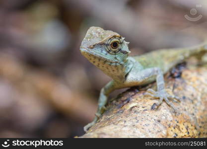 close up Green crested lizard, black face lizard in forest