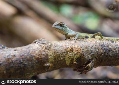 close up Green crested lizard, black face lizard in forest