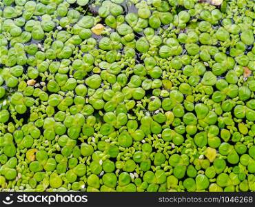 close up green duckweed backgrounds