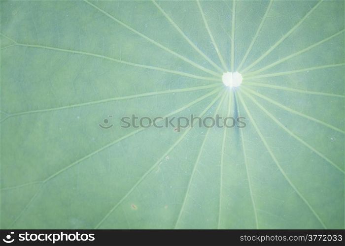 Close up green fresh lotus leaf texture