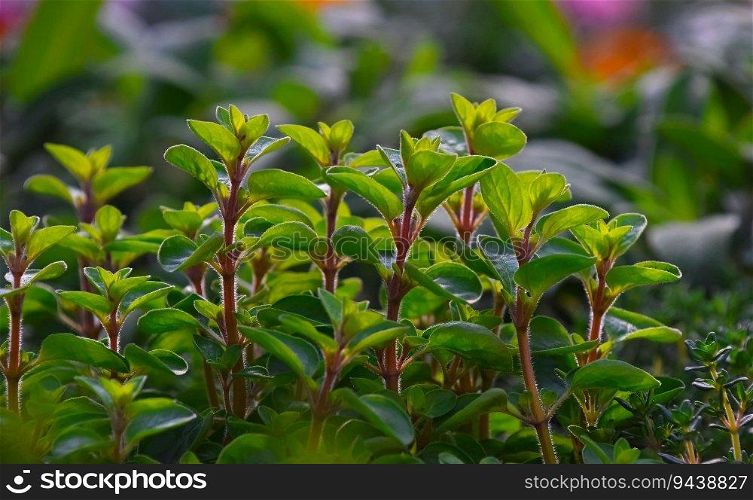 Close up green fresh sweet marjoram (Origanum majorana) spicy herb sprouts growing, low angle view