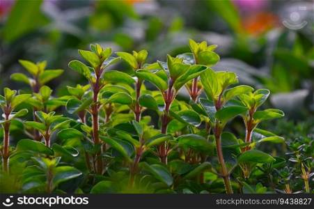 Close up green fresh sweet marjoram (Origanum majorana) spicy herb sprouts growing, low angle view