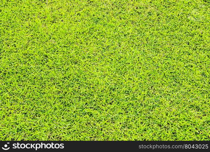 Close up green grass background