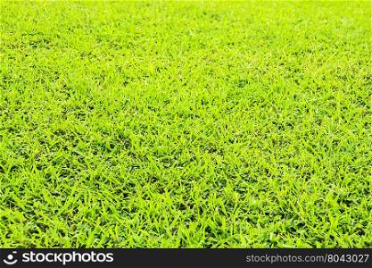 Close up green grass background