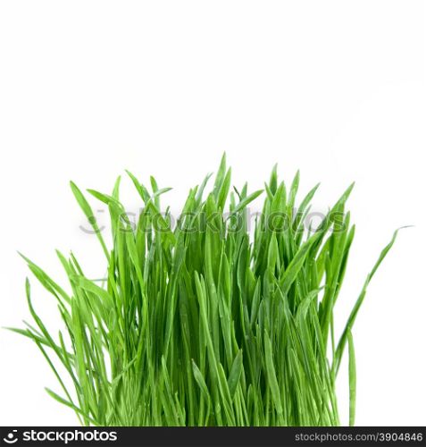 close-up green grass isolated on white