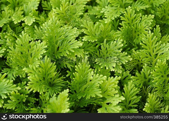 close up green grass plants background- Image