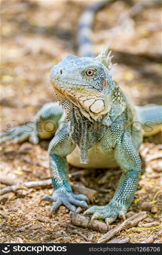 Close up green iguana front view with head and front legs