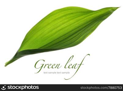 Close up green leaf isolated on white