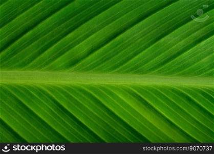 Close up green leaf line for Background,selective focus