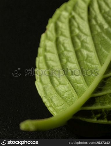 close up green leaf nerves 2