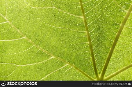 close up green leaf. Resolution and high quality beautiful photo. close up green leaf. High quality beautiful photo concept