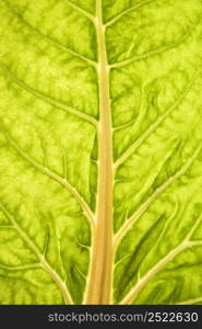 close up green leaf stem