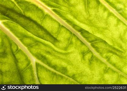 close up green leaf stems